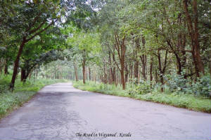 wayanad1.jpg