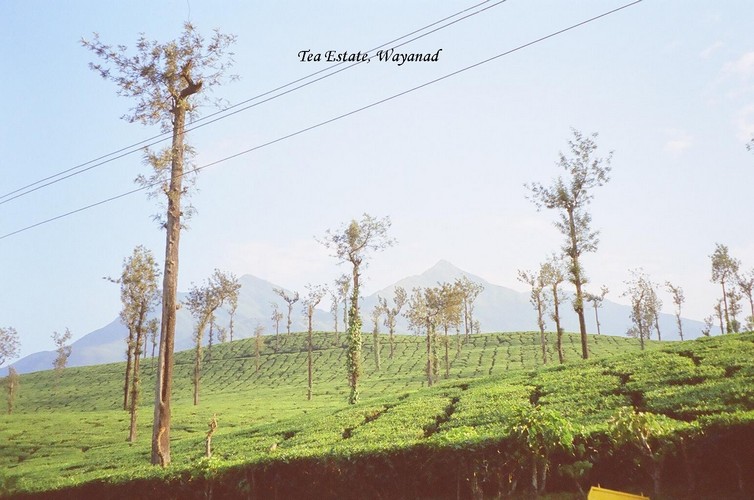 teaestatewayanad.jpg