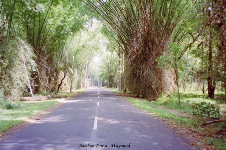 wayanad2.jpg